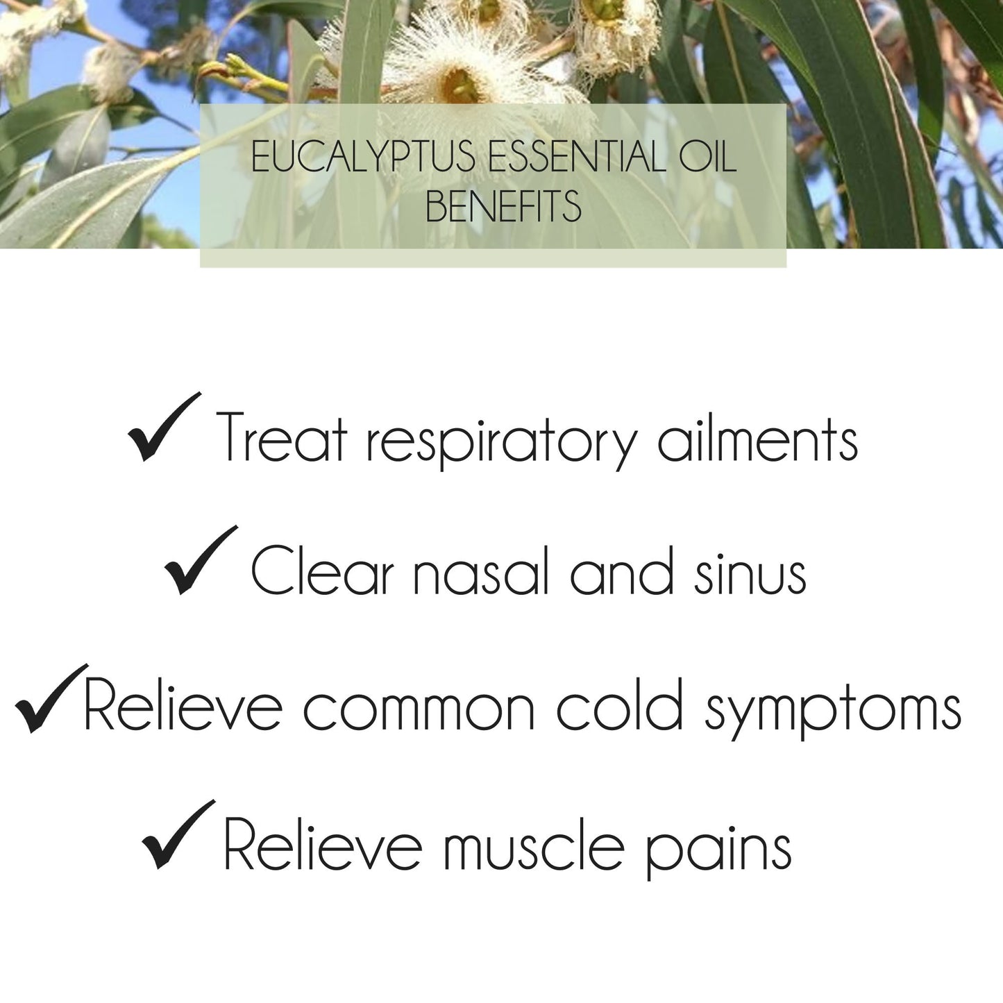 Eucalyptus Blue Gum Essential Oil 10ml