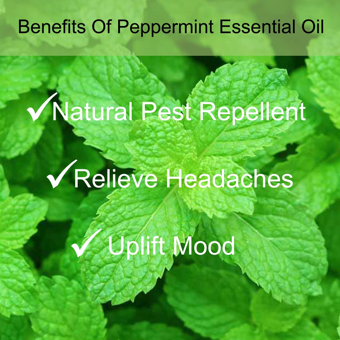 Peppermint Essential Oil 10ml