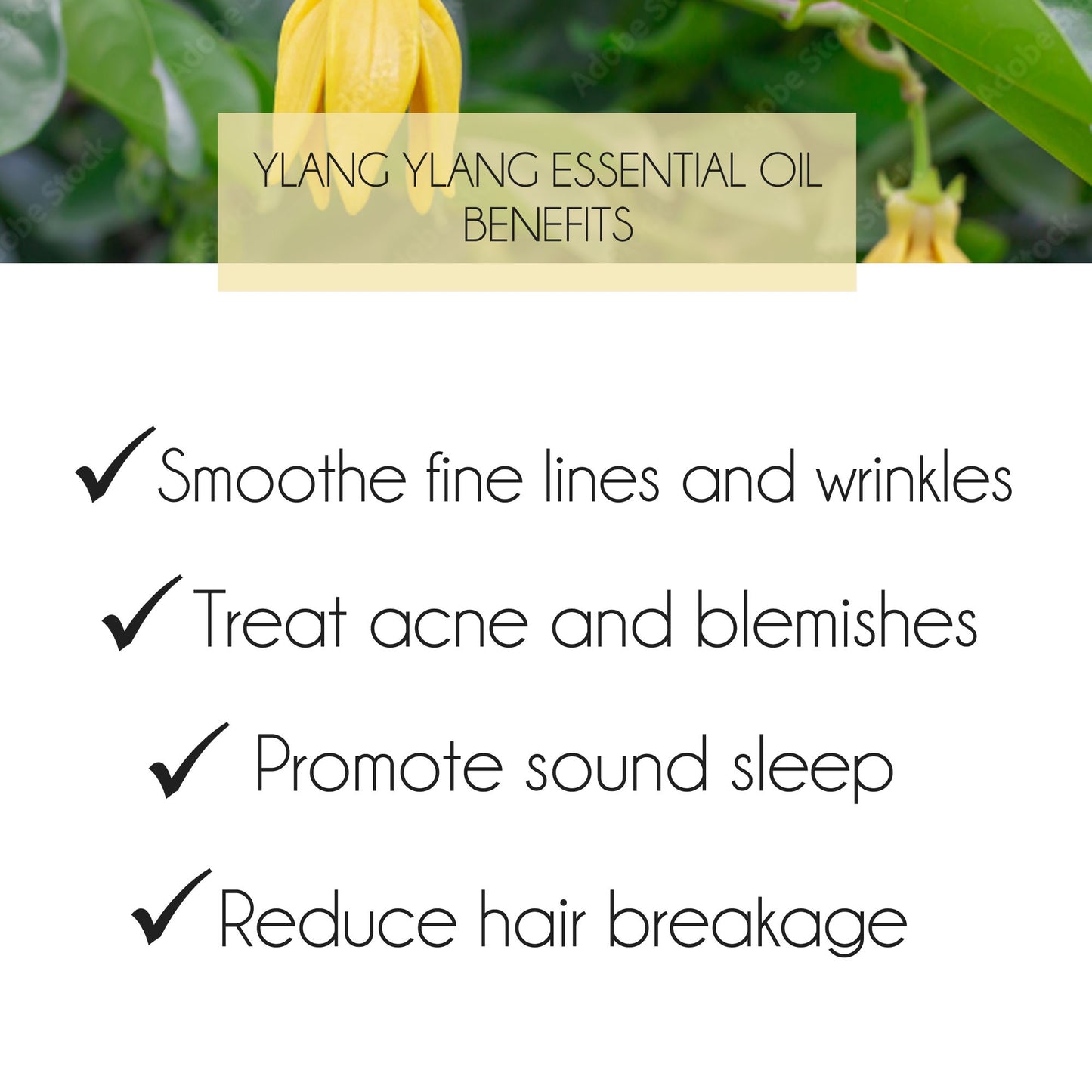 Ylang Ylang Essential Oil 10ml