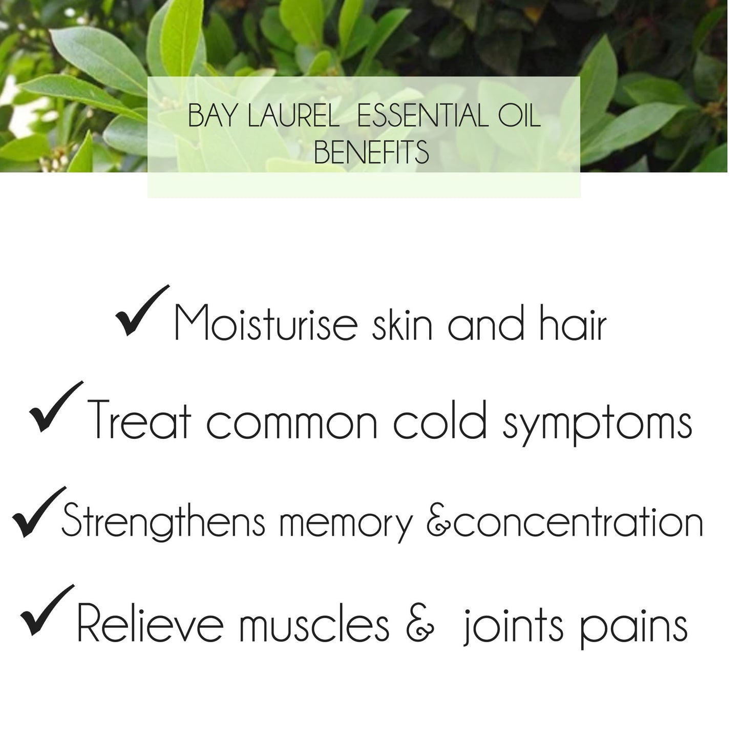 Bay Laurel Essential Oil 10ml. Laurus nobilis