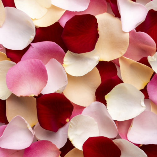 Louis Vuitton's Rose des Vents