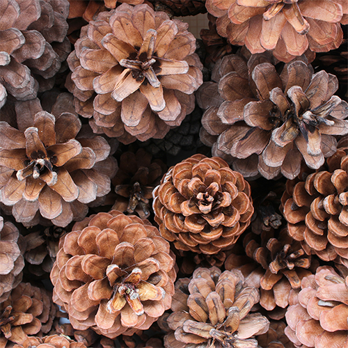 Cedarwood Essential Oil 10ml