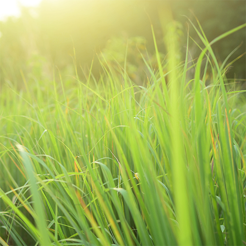 Citronella Essential Oil 10ml