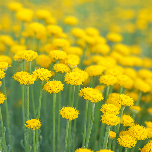 Helichrysum Essential Oil 10ml. Helichrysum italicum