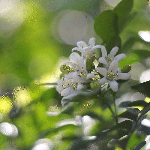 Jasmine Essential Oil 3% 10ml