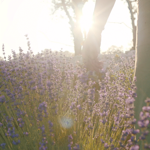 Lavender Essential Oil 10ml