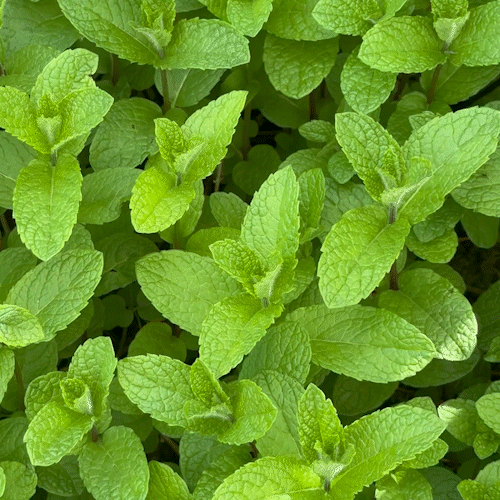 Peppermint Essential Oil 10ml