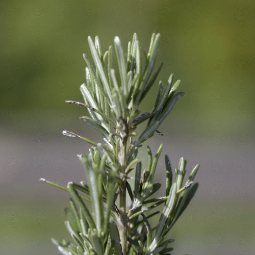 Rosemary Essential Oil 10ml