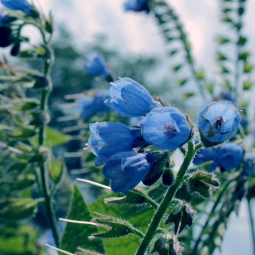 BLUEBELL & DEW Based On Jo Malone's Wild Bluebell