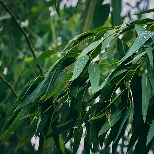 Eucalyptus Essential Oil — purelyBlack
