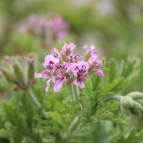 Bottle of Geranium & Verbena perfume dupe with fresh green verbena leaves and geranium flowers in background