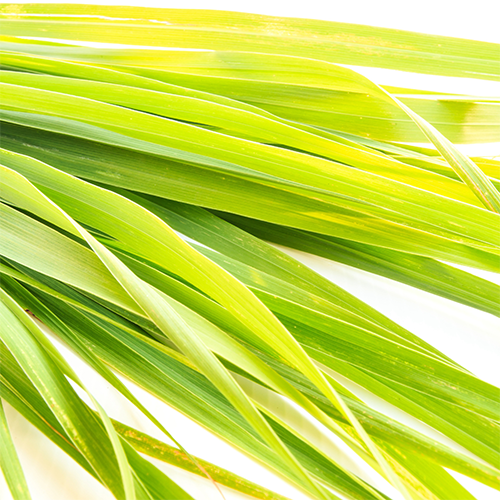 Lemongrass Essential Oil — purelyBlack