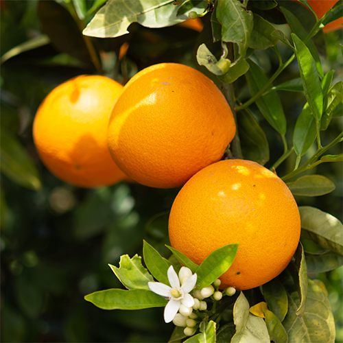 Sweet Orange Essential Oil — purelyBlack