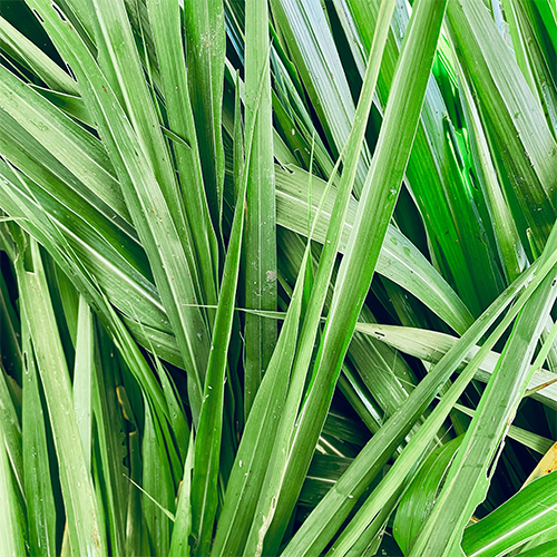 Vetiver Essential Oil — purelyBlack