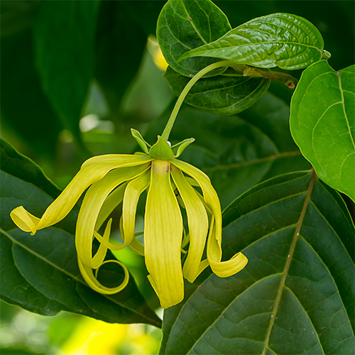 Ylang Ylang Essential Oil — purelyBlack