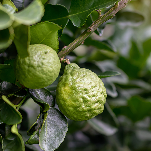 Bergamot Essential Oil 10ml