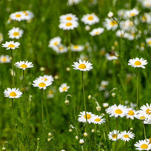 Roman Chamomile Essential Oil 3% 10ml