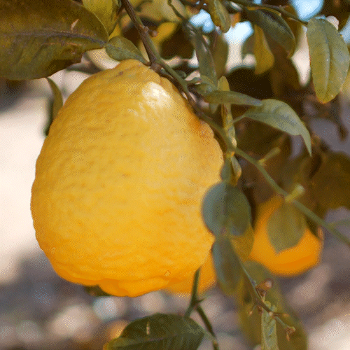 CITRUS OF 22