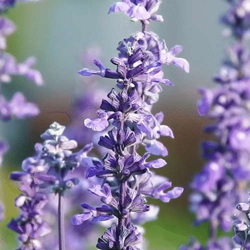 Clary Sage Essential Oil 10ml