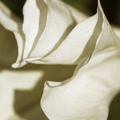 byredo mojave ghost 