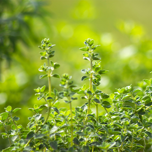 Oregano Essential Oil 10ml