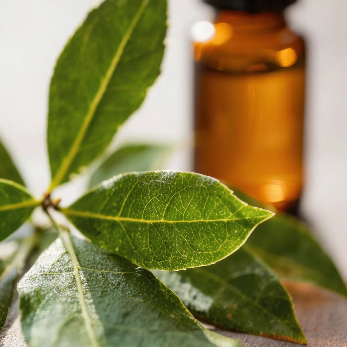pure bay laurel essential oil