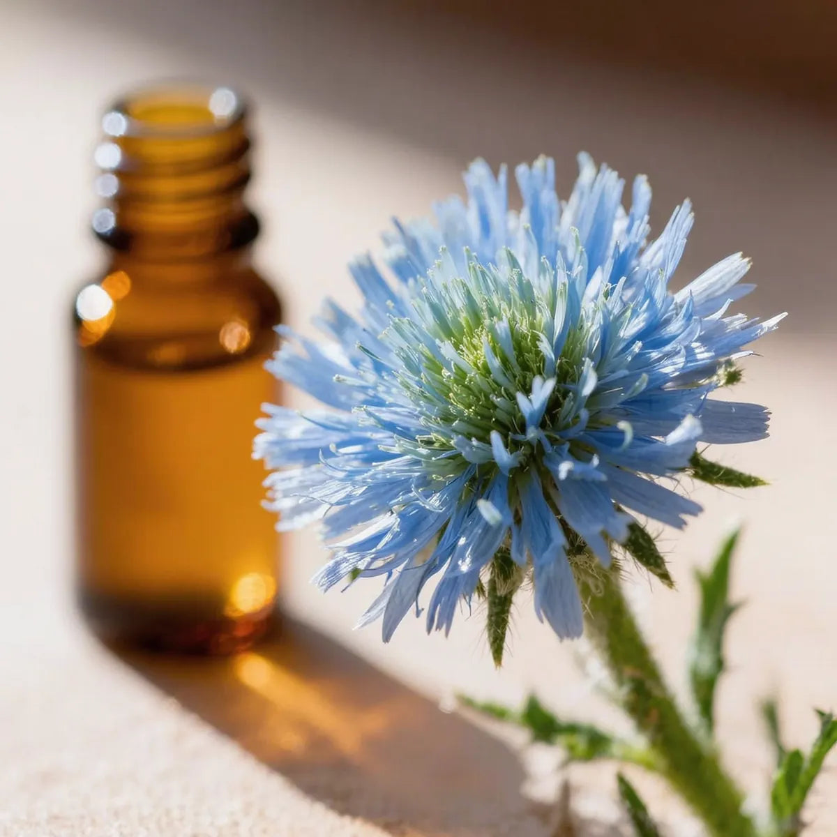 pure blue tansy essential oil