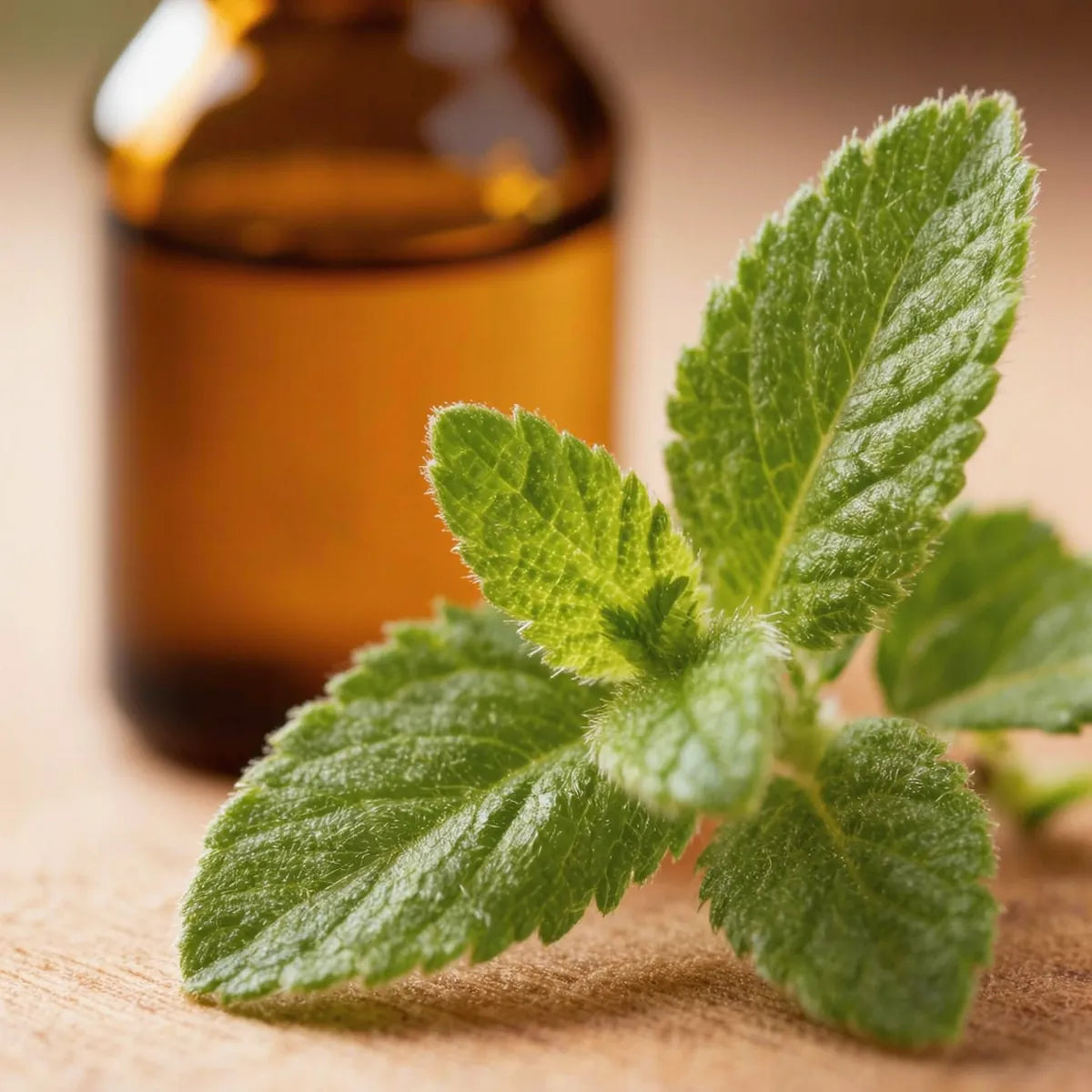 pure cinnamon leaf essential oil