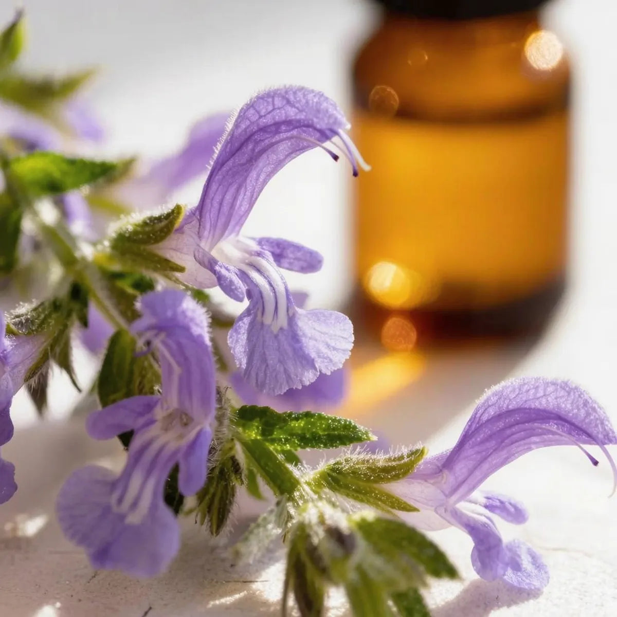 pure clary sage essential oil