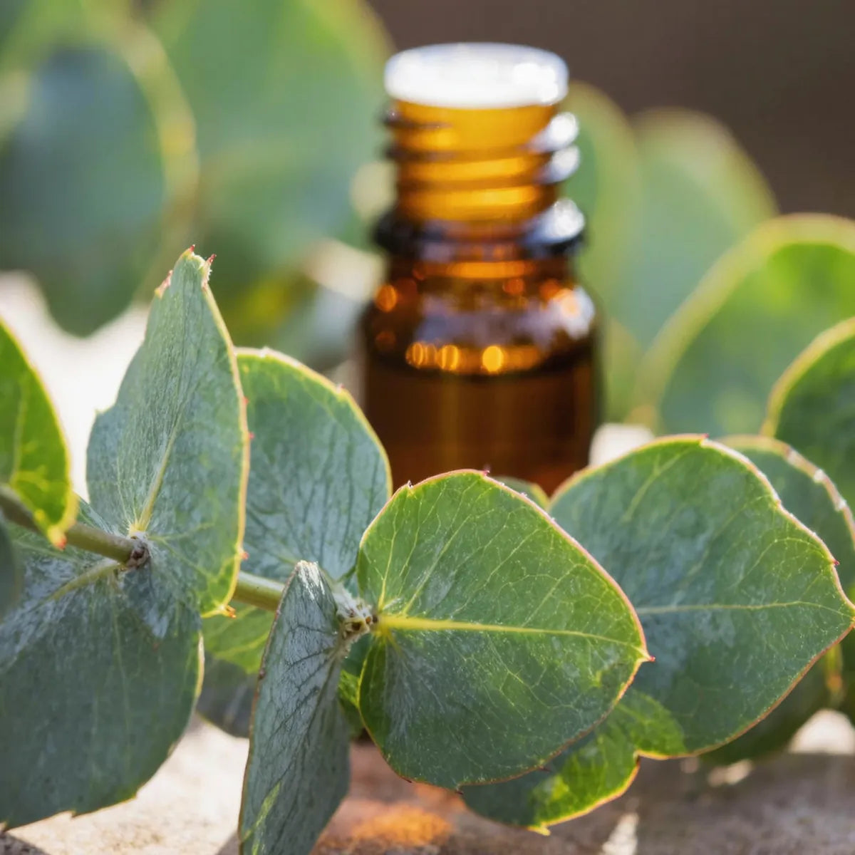 pure eucalyptus essential oil