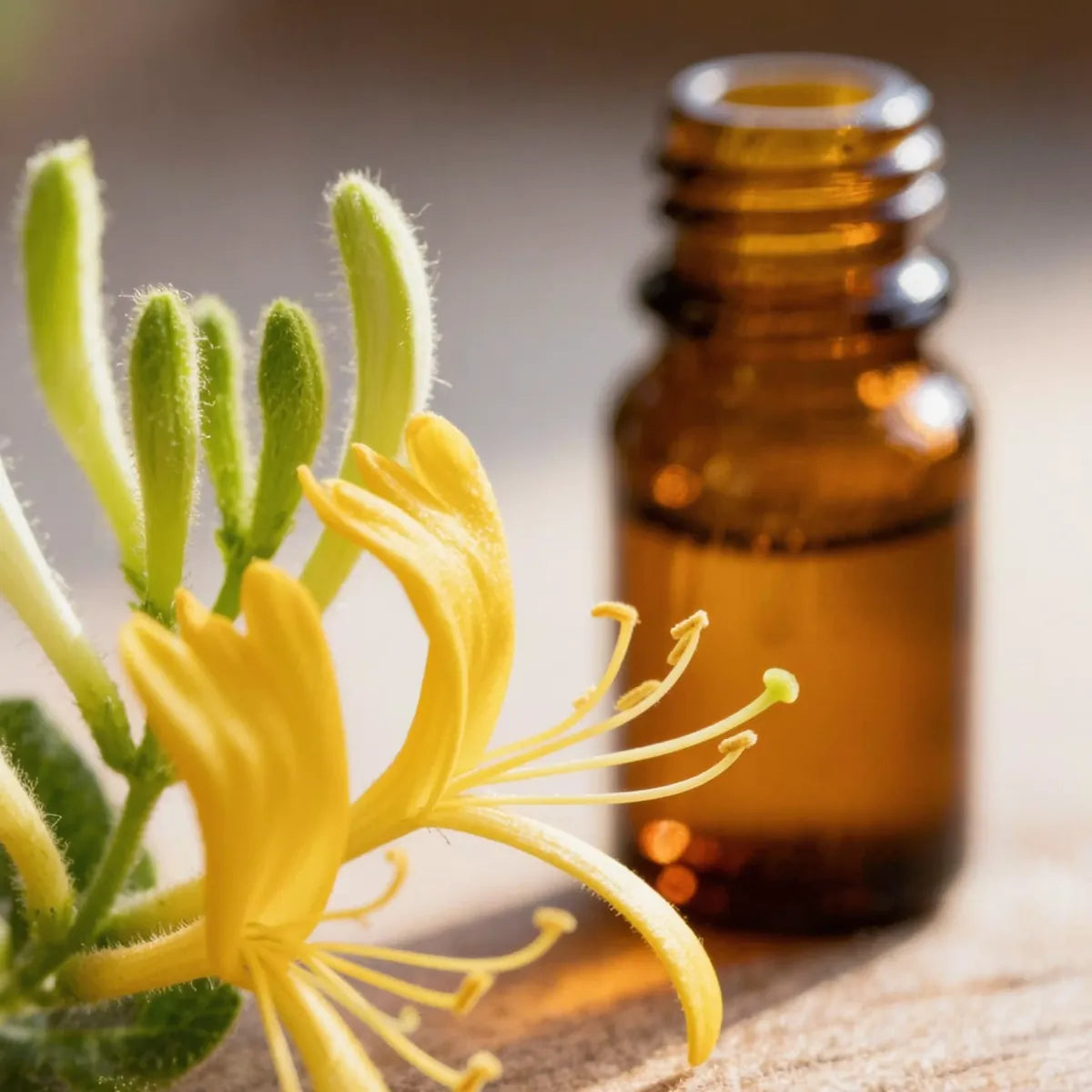 pure honeysuckle essential oil