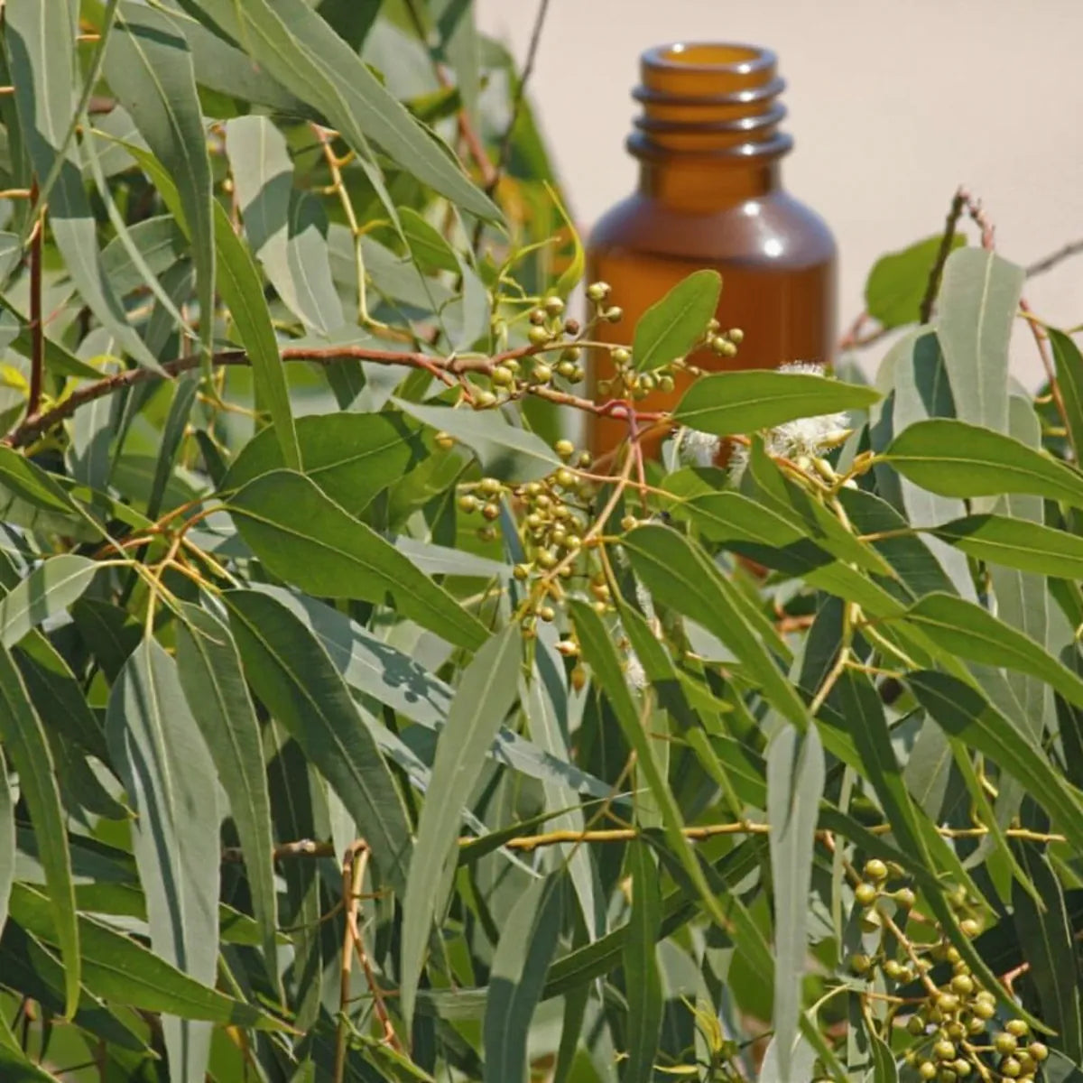 pure lemon eucalyptus essential oil