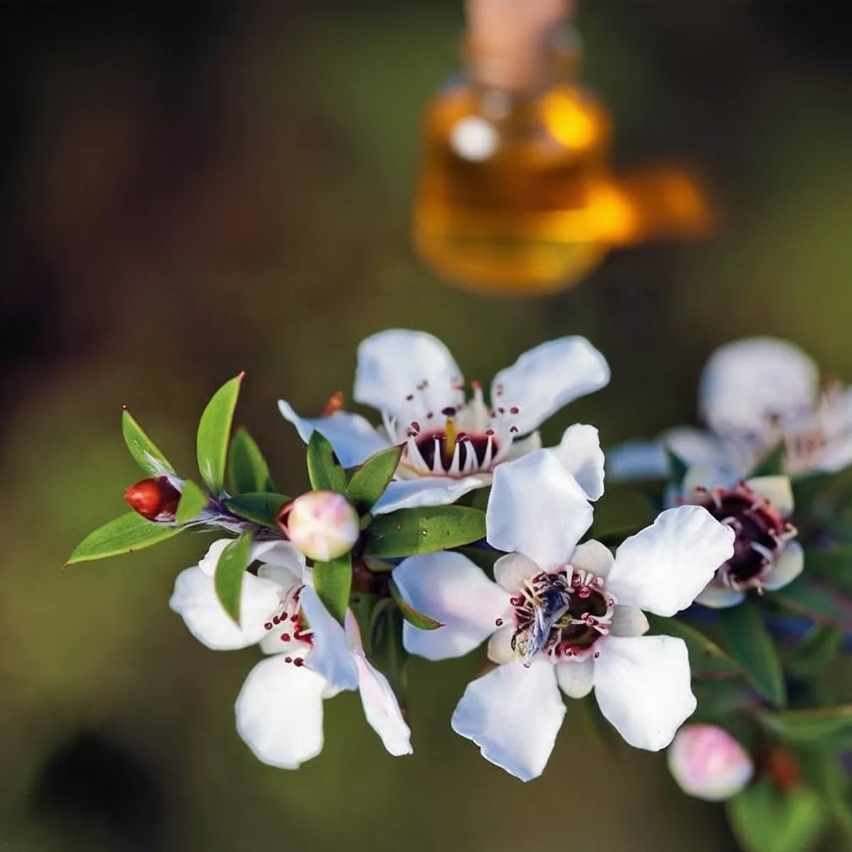 pure manuka essential oil