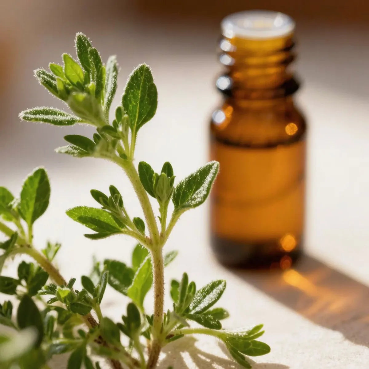 pure marjoram essential oil