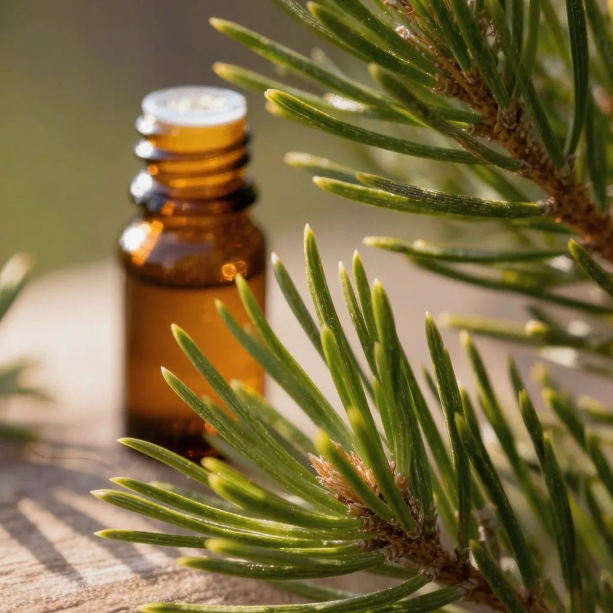 pure pine essential oil