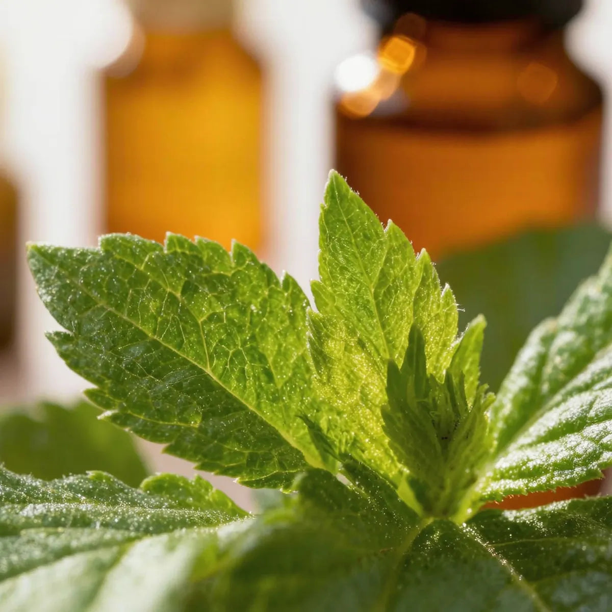 pure ravensara essential oil