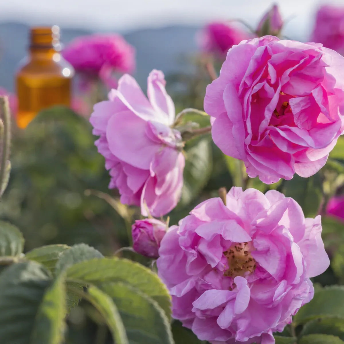 pure rose essential oil