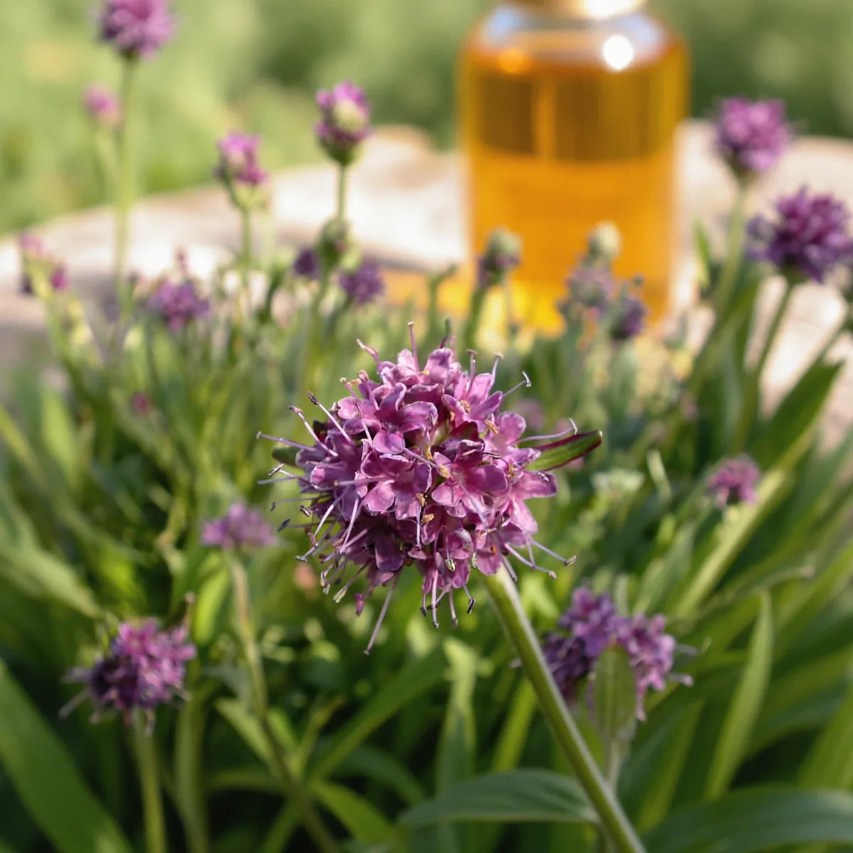pure spikenard essential oil