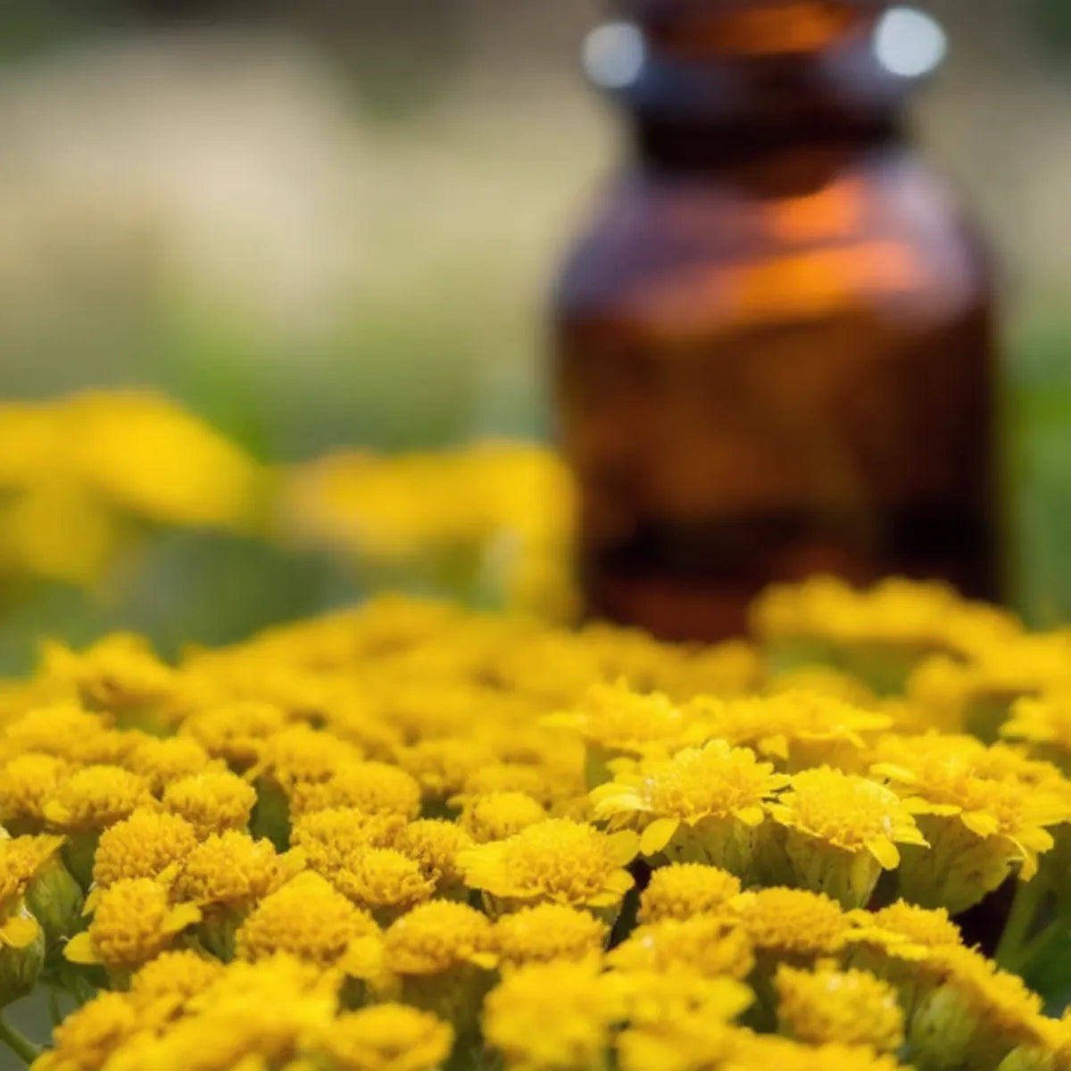 pure yarrow essential oil