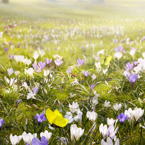 spring flower creed dupe